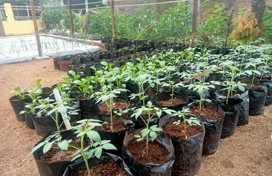 “Hatinya PKK: Menanam Harapan di Setiap Helaian Daun”