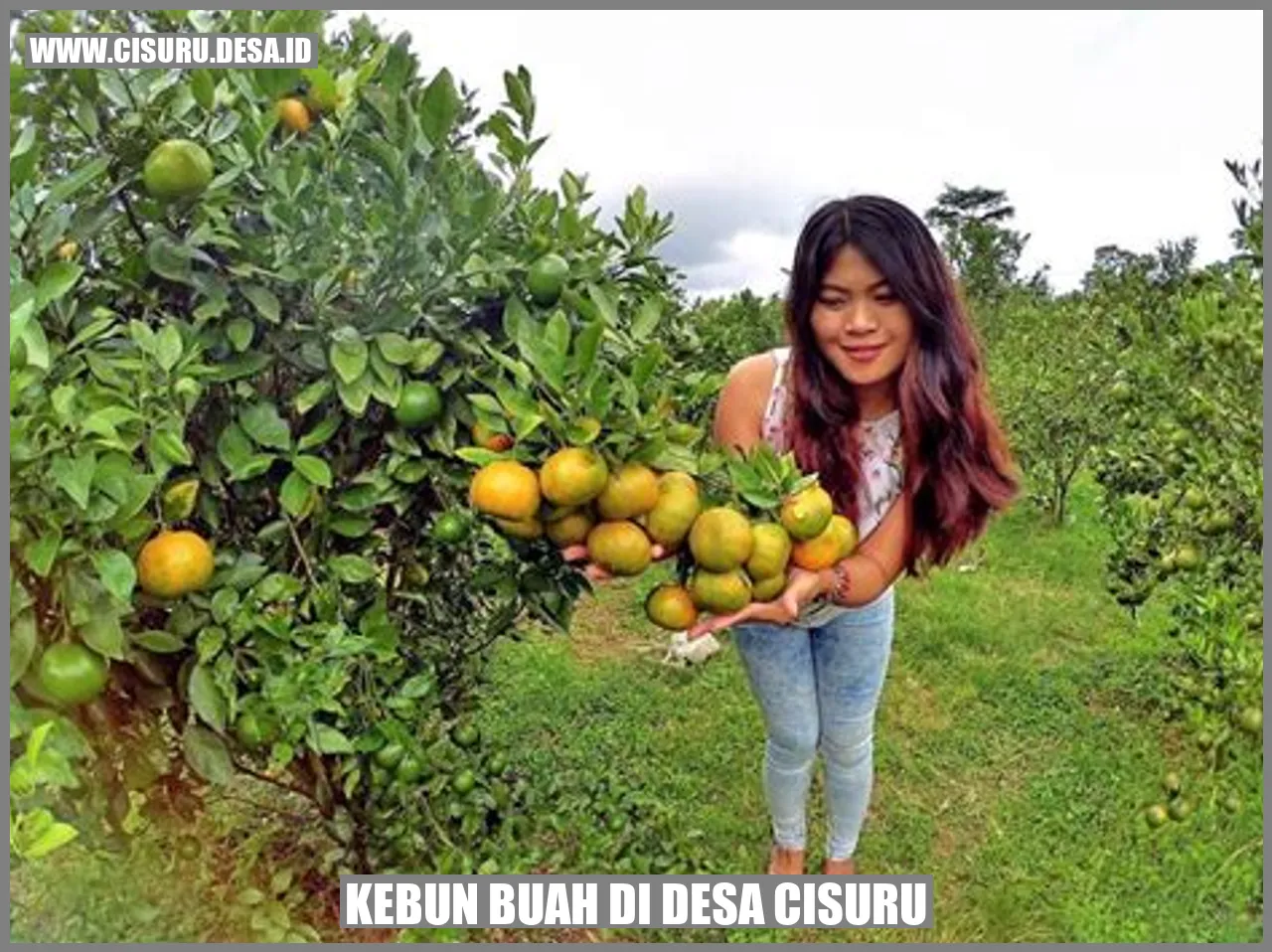 Kebun Buah di Desa Cisuru