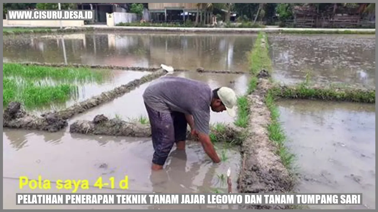 Gambar Teknik Tanam Jajar Legowo