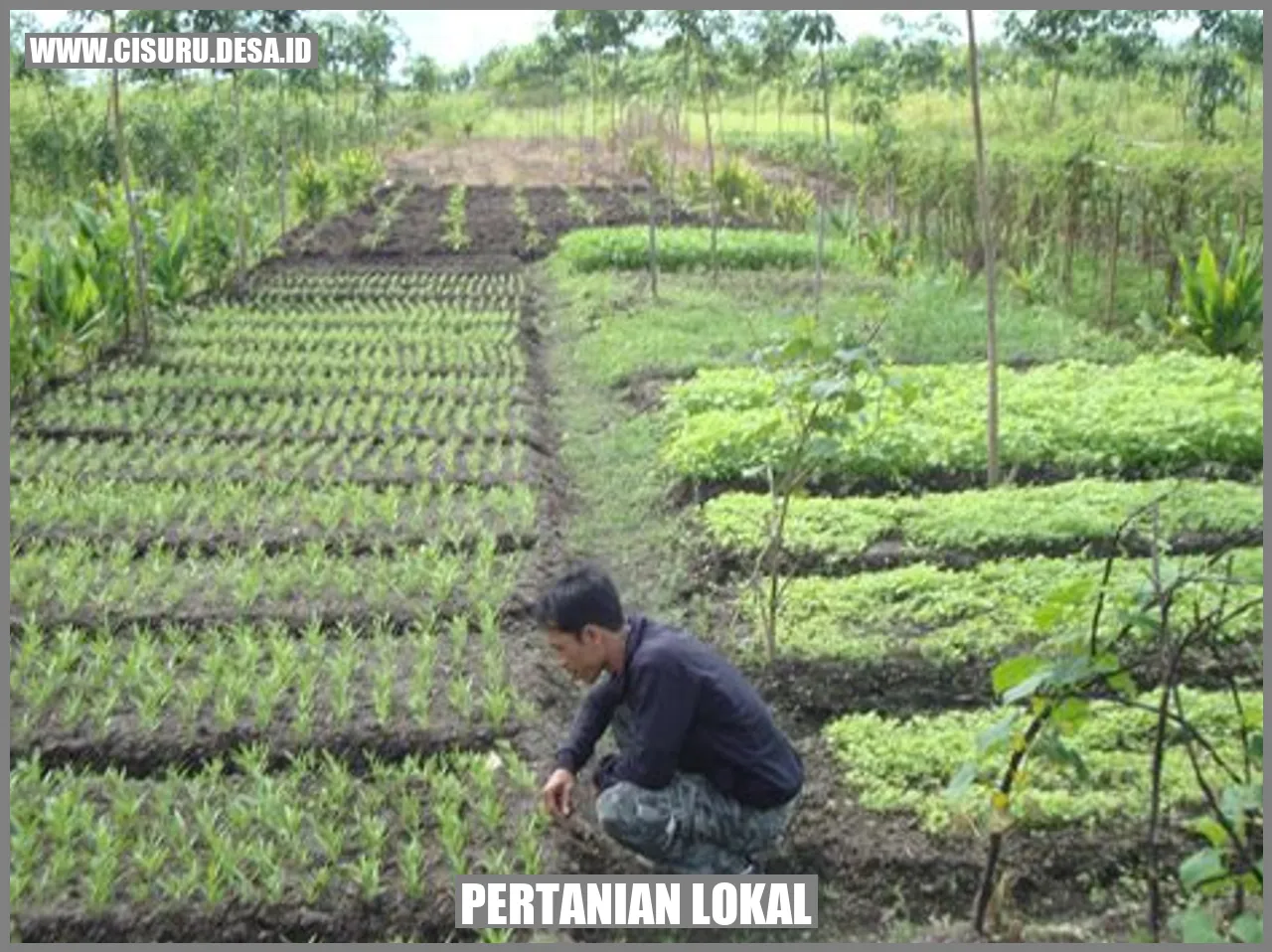 Produk Pertanian Lokal