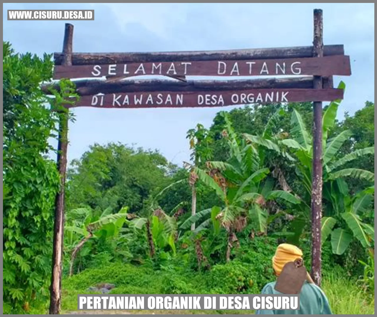 Pertanian Organik di Desa Cisuru